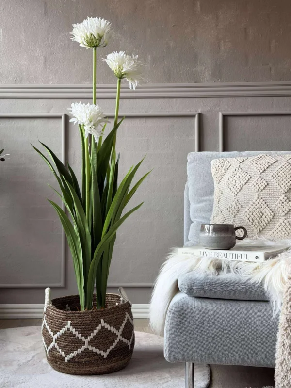 Agapanthus 120 cm - mehrere Farben