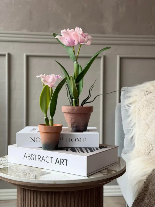Orchidee im Topf Rosa - Verschiedene Größen