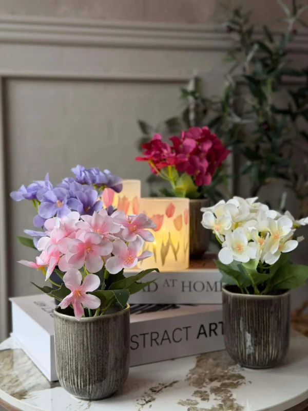Mini-Hortensie im Topf - mehrere Farben