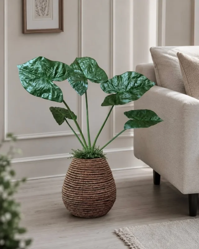 Pflanze Alocasia Big H:79 cm Grün
